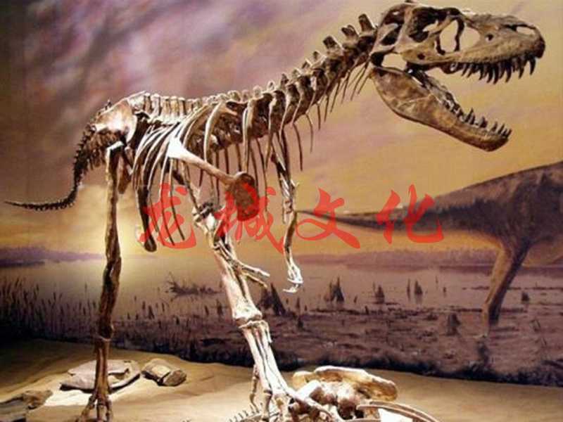 恐 龙 化 石