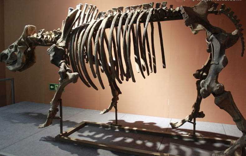 伟易博线上伟易博 官网化石——鬣狗化石