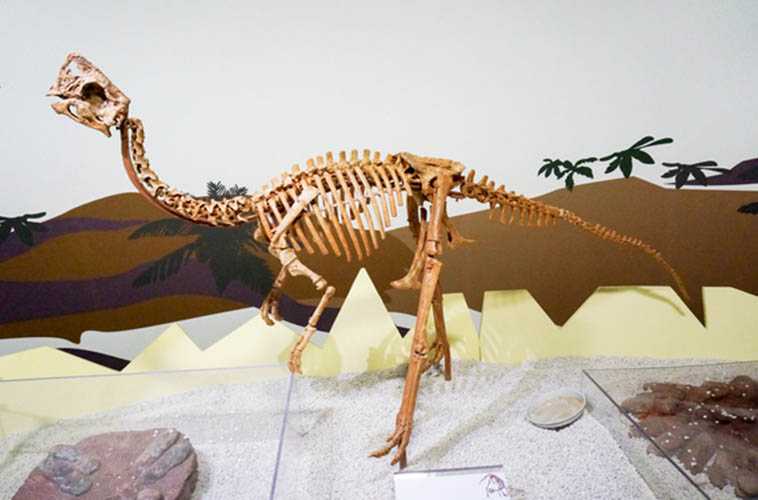 仿真恐龙化石——窃蛋龙化石