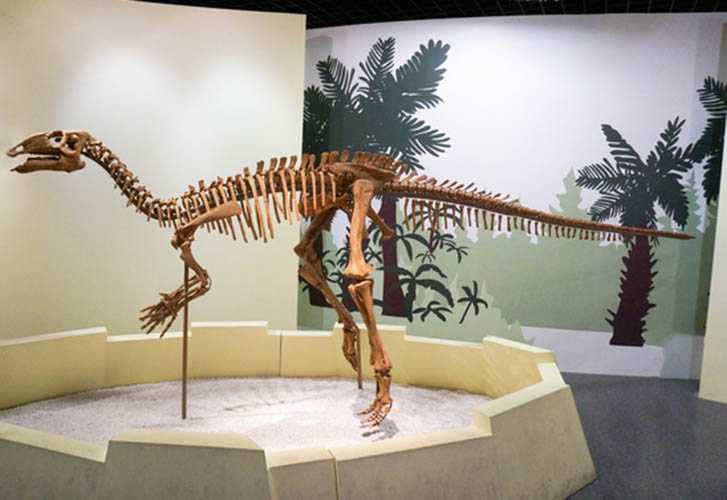 仿真恐龙化石——迅猛龙化石