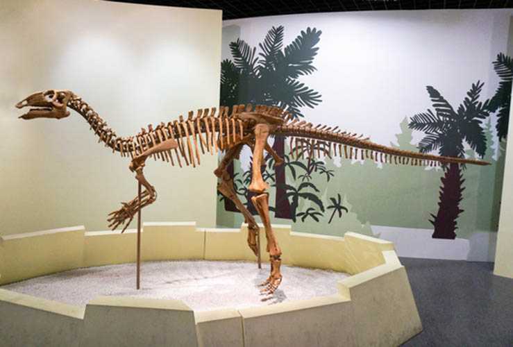 仿真恐龙化石——伶盗龙化石