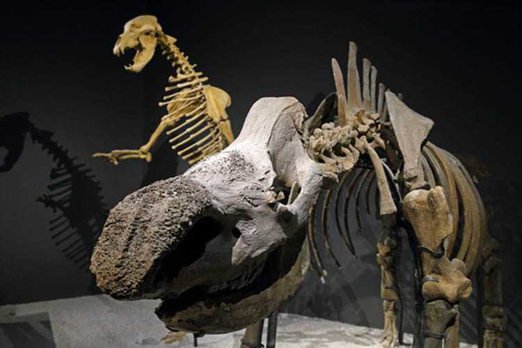 仿真恐龙化石——禽龙化石
