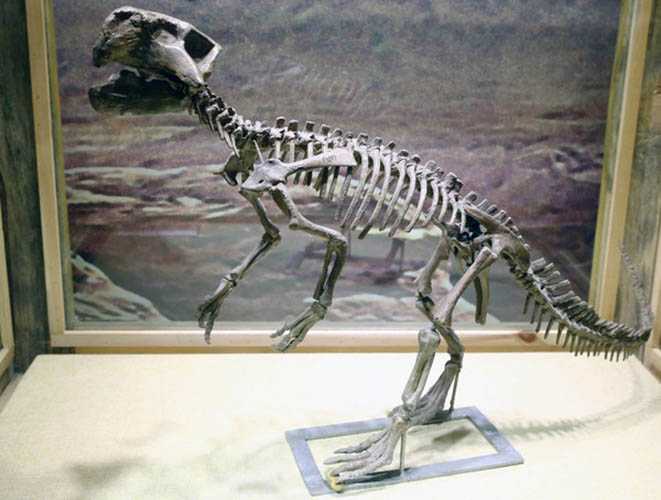 仿真恐龙化石——孔爪龙化石