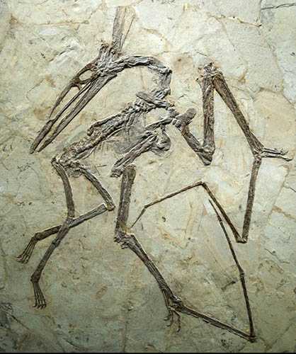 仿真恐龙化石——翼龙化石发掘现场