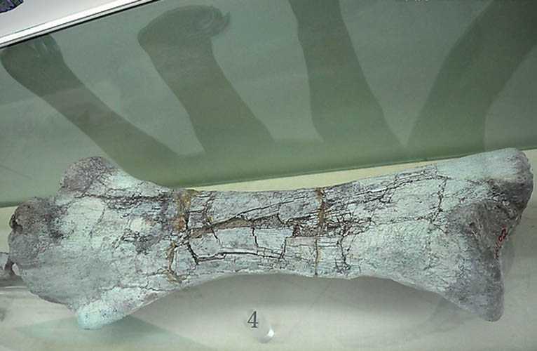仿真恐龙化石——草食性恐龙大腿骨化石