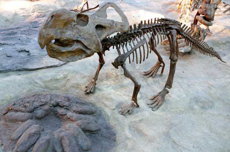 仿真恐龙化石——幼年原角龙化石