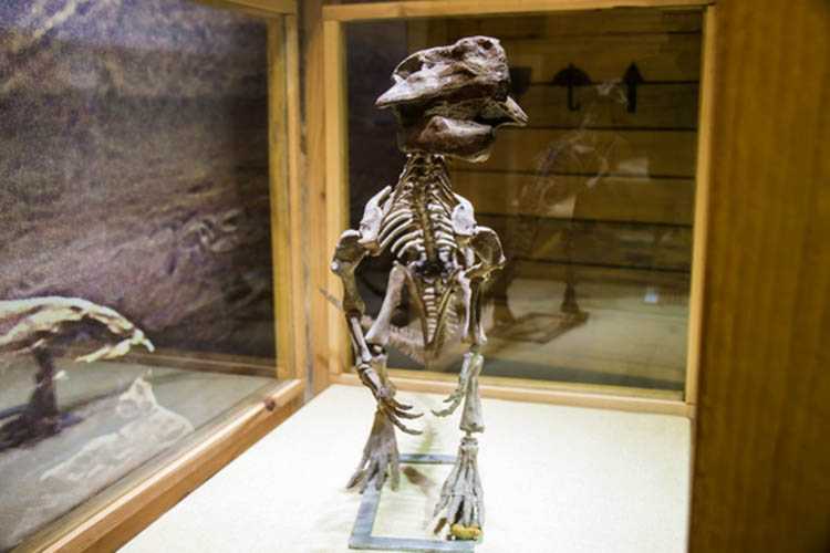仿真恐龙化石——腔骨龙化石